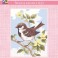 3315K - Brown Wren