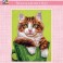 3272K - Ginger and White Cat