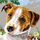 928.340 - Jack Russel