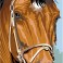 950.112 - Le Cheval