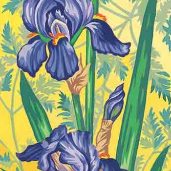 62.174 - Les Iris Mauves