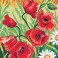 62.176 - Les Coquelicots
