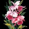 72.2152 - Canevas Orchidees