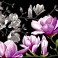 133.3514 - Magnolias For Ever