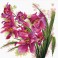 640.070 - Lovely Orchids