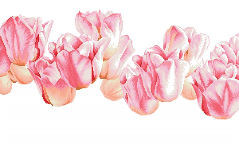 Pink Tulips